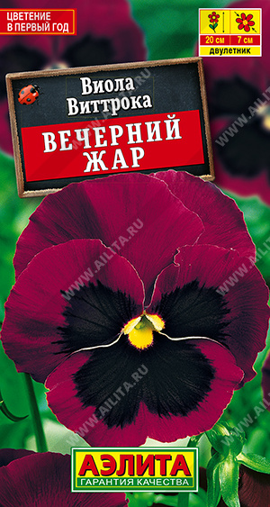 Виола Вечерний жар - фото Виола Вечерний жар - фото