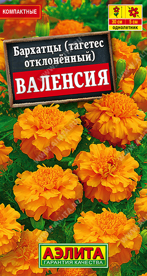 Бархатцы Валенсия отклоненные - фото Бархатцы Валенсия отклоненные - фото