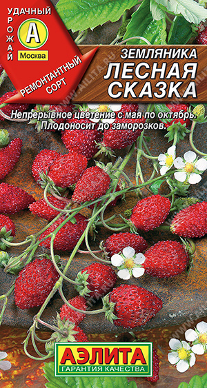 Земляника Лесная сказка - фото Земляника Лесная сказка - фото