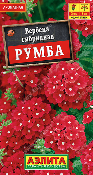Вербена Румба - фото Вербена Румба - фото