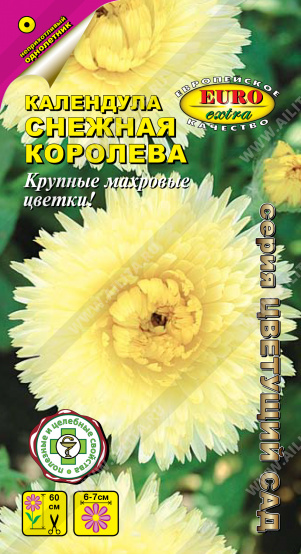 Календула Снежная королева - фото Календула Снежная королева - фото