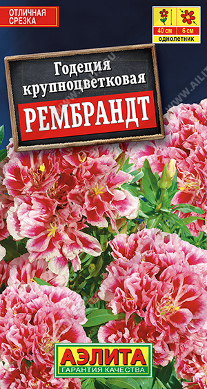 Годеция Рембрандт махровая - фото Годеция Рембрандт махровая - фото