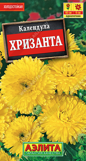 Календула Хризанта - фото Календула Хризанта - фото