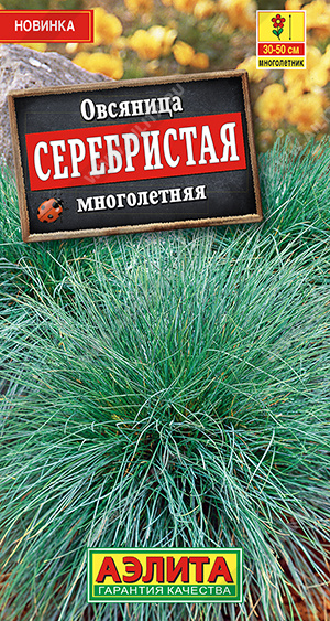Овсяница Серебристая многолетняя - фото Овсяница Серебристая многолетняя - фото