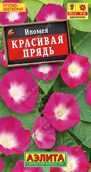 Ипомея Красивая прядь - фото Ипомея Красивая прядь - фото