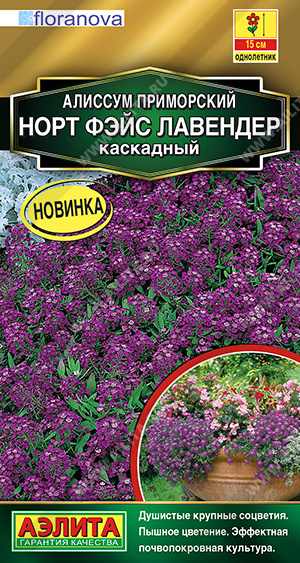 Алиссум Норт фэйс лавендер каскадный - фото Алиссум Норт фэйс лавендер каскадный - фото