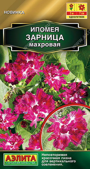 Ипомея Зарница махровая - фото Ипомея Зарница махровая - фото