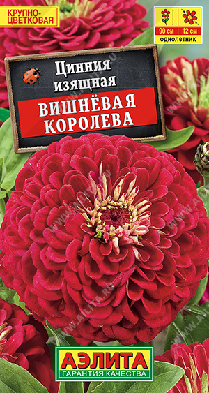 Цинния Вишневая королева - фото Цинния Вишневая королева - фото