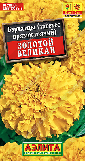 Бархатцы Золотой великан - фото Бархатцы Золотой великан - фото