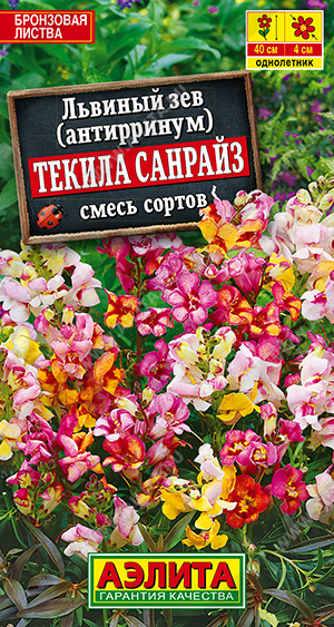 Львиный зев Текила санрайз, смесь окрасок - фото Львиный зев Текила санрайз, смесь окрасок - фото