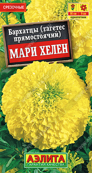 Бархатцы Мари Хелен прямостоячие - фото Бархатцы Мари Хелен прямостоячие - фото