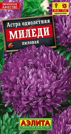 Астра Миледи лиловая - фото Астра Миледи лиловая - фото