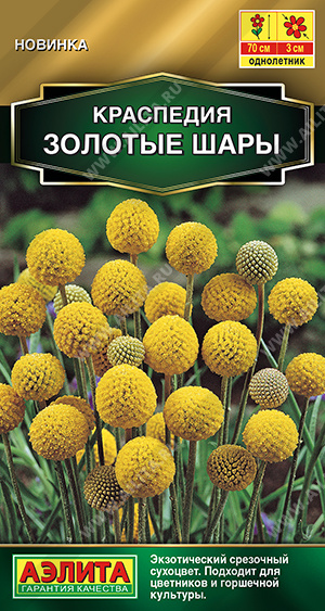 Краспедия Золотые шары - фото Краспедия Золотые шары - фото