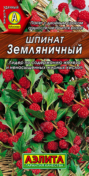 Шпинат Земляничный - фото Шпинат Земляничный - фото