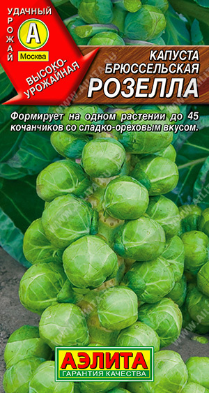 Капуста брюссельская Розелла - фото Капуста брюссельская Розелла - фото