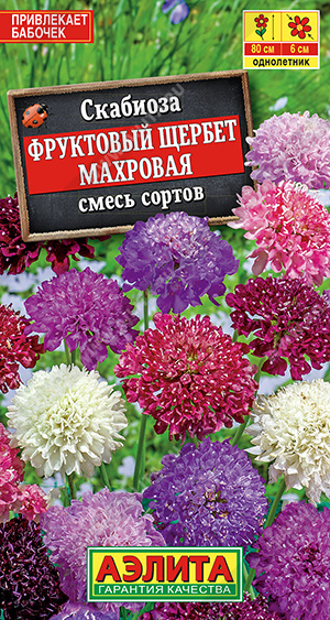 Скабиоза Фруктовый щербет махровая, смесь сортов - фото Скабиоза Фруктовый щербет махровая, смесь сортов - фото